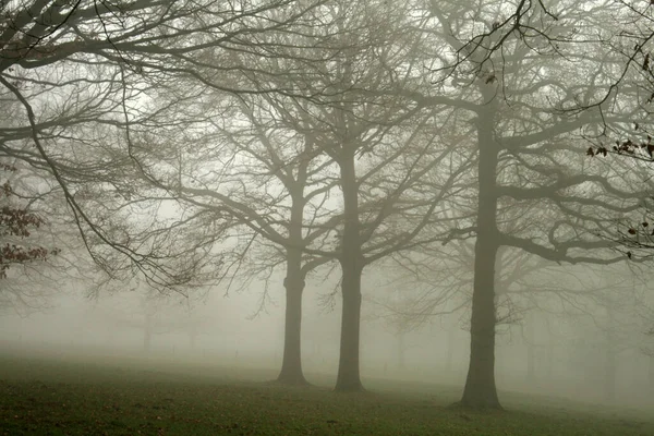 Fog Forest Autumn — Stock Photo, Image
