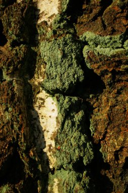 Ağaç gövdesinde yeşil yosunlar