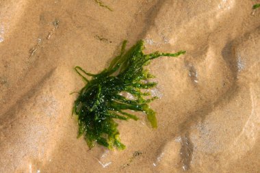 Bir kaç yeşil yosun sahile vurmuş.