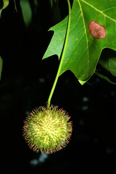 Gros Plan Fruit Platane — Photo