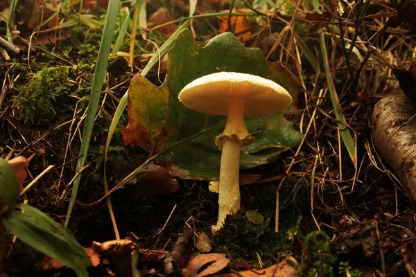 Ein Pilz Der Phalloiden Amanita Gattung — Stockfoto