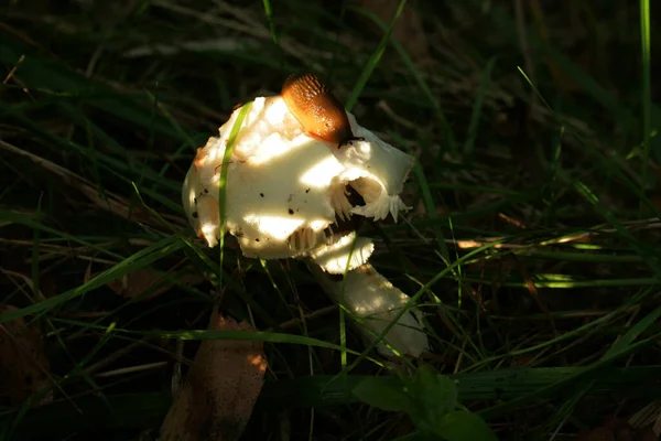 Ein Pilz Der Gattung Amanita Phalloid Der Von Einer Schnecke — Stockfoto