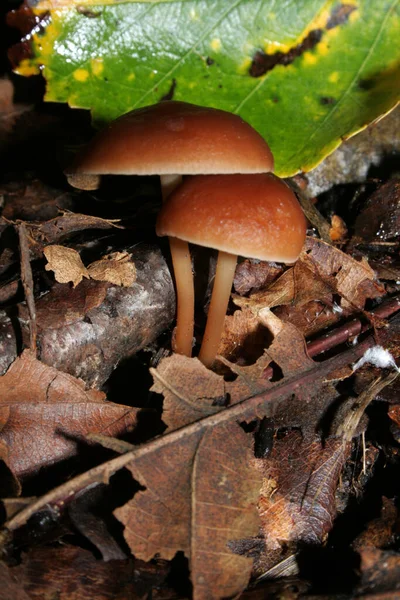 Mushroom Vagina Amanita Genus Forest — Stock Photo, Image