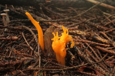 Köknar ormanında yapış yapış bir mantar türü.