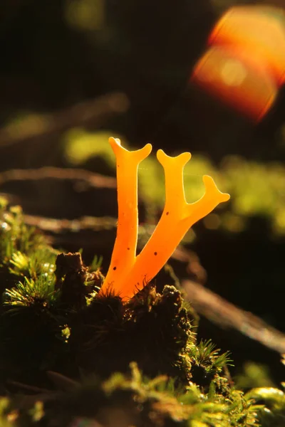 Champignon Genre Cladocere Visqueux Dans Une Forêt — Photo