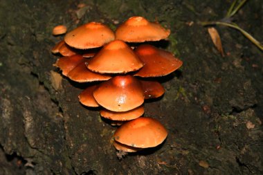 Bir huş ağacının gövdesinde tütsülenmiş mantarlar.