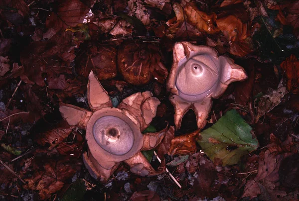 Twee Paddenstoelen Van Het Geslacht Roodachtige Geaster — Stockfoto