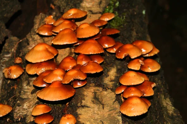 Tufted Fungi Del Género Hypholome Tronco Abedul — Foto de Stock