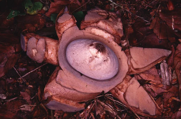 Gros Plan Champignon Genre Geaster Rougeâtre — Photo