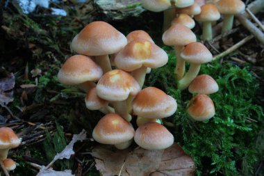 Bir meşe gövdesinde değişen foliote cinsinden birkaç mantar.