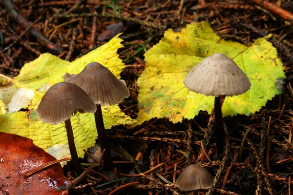 Plusieurs Champignons Mycènes Dans Une Forêt — Photo