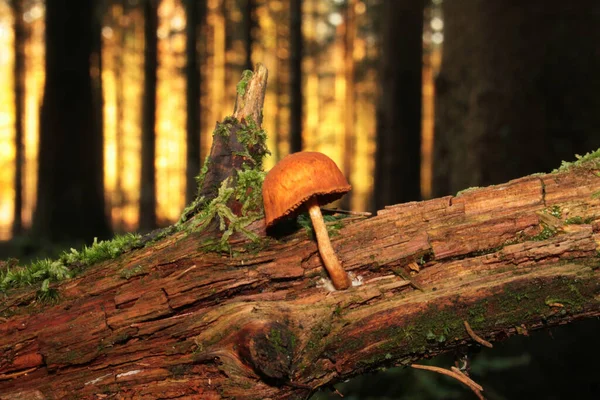Champignon Genre Mycene Qui Sent Alcool Dans Une Forêt — Photo