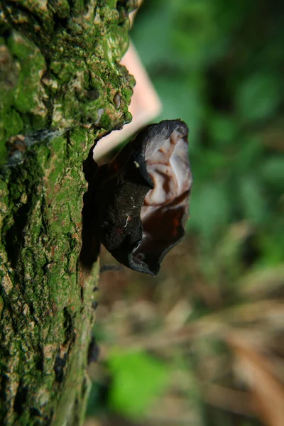 オークの幹にある頭足類の真菌です — ストック写真