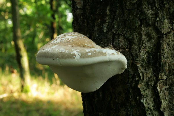 Champignon Polypore Bouleau Sur Tronc Bouleau Dans Une Forêt — Photo