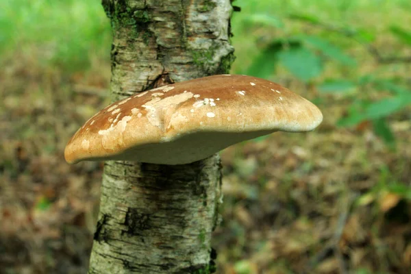 Ein Birkenpolyporpilz Auf Einem Birkenstamm Wald — Stockfoto