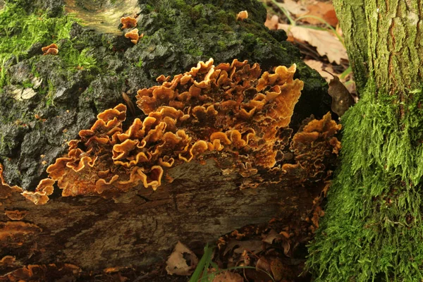 Ein Büschel Pilze Der Gattung Erlitt Polypore Einem Eichenstamm — Stockfoto