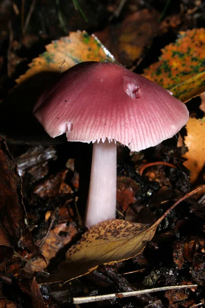 Ein Zerbrechlicher Rüschenpilz Wald — Stockfoto