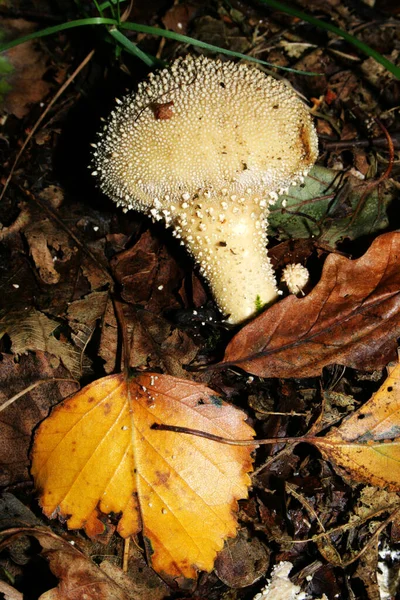 Ein Wicken Perlpilz Einem Wald — Stockfoto