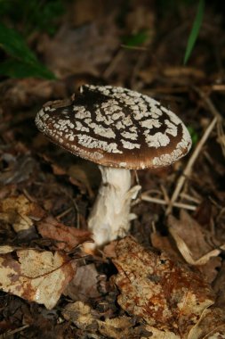 Ormandaki vinous amanita cinsinden bir mantar.