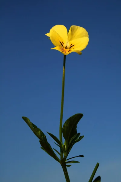 Una Flor Pansy Tricolor Con Cielo Azul — Foto de Stock