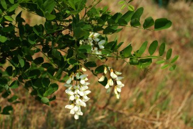 Kara çekirge ağacının birkaç çiçeği.