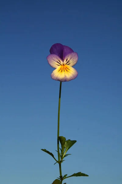 Fiore Viola Calamaro Estate — Foto Stock