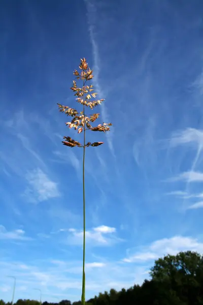 牧草地にある木のようなうねりのある植物は — ストック写真