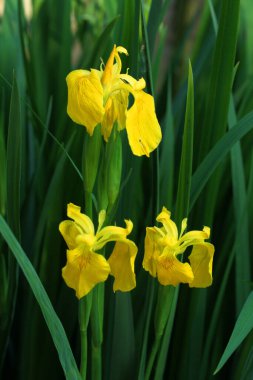 Birkaç bataklık sarı süsen çiçeği.