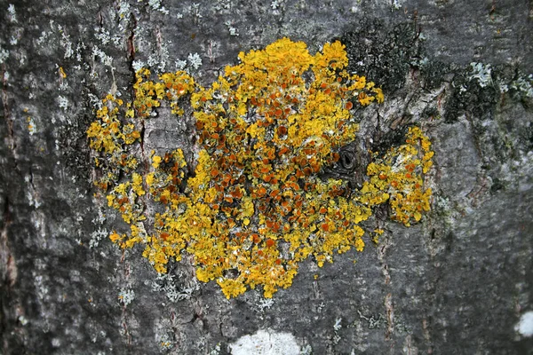 Líquenes Pared Del Género Xanthoria Sobre Tronco Álamo —  Fotos de Stock