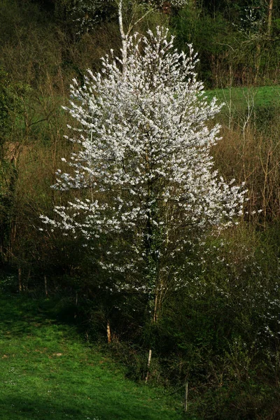 Cherry Tree Bloom — Stock Photo, Image