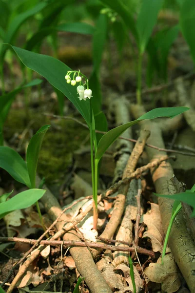 Lirio Del Valle Hojas Flores Bosque — Foto de Stock