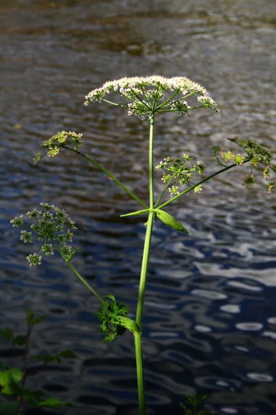 Salvaje Angelical Umbelifer Junto Río — Foto de Stock