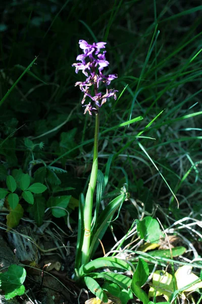 Una Orquídea Silvestre Del Género Orquídeas Bufón — Foto de Stock