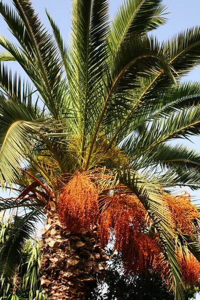 Date Palm Bearing Dates Marrakech Morocco — Stock Photo, Image