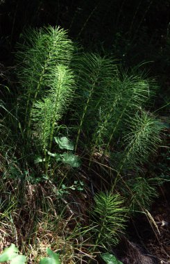 Ormanda yerde birkaç at kuyruğu var.
