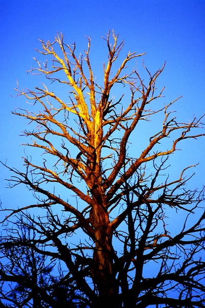 アメリカ合衆国ユタ州ブライスキャニオンの日没時にツガ属の枯れ木 — ストック写真