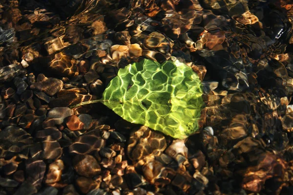 Zatopienie Małego Zielonego Liścia Rzece Falami Wodnymi — Zdjęcie stockowe