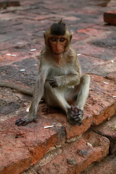 Ein Frei Umherstreunender Affe Der Stadt Lopburi Thailand — Stockfoto