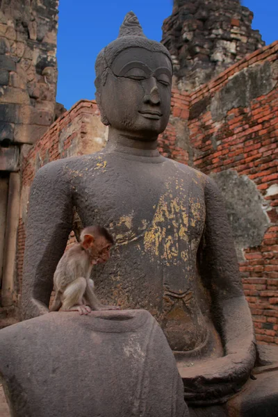 Μια Μαϊμού Περιπλανιέται Ελεύθερη Πάνω Ένα Άγαλμα Του Βούδα Στην — Φωτογραφία Αρχείου