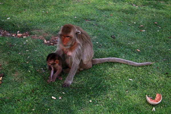 Mono Con Hijo Vagando Libremente Ciudad Lopburi Tailandia — Foto de Stock