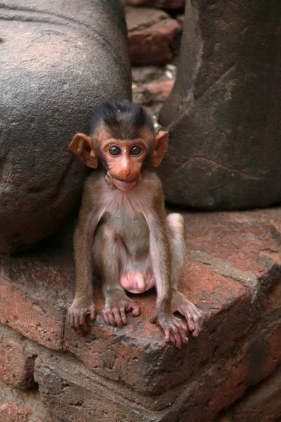 Ein Junger Affe Streift Frei Auf Einer Mauer Der Stadt — Stockfoto