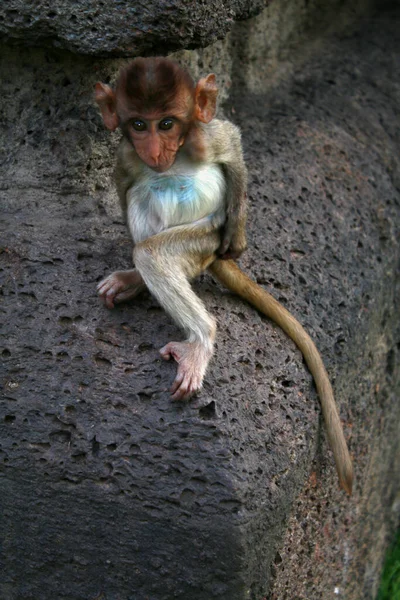 Jovem Macaco Vagando Livre Cima Uma Parede Cidade Lopburi Tailândia — Fotografia de Stock