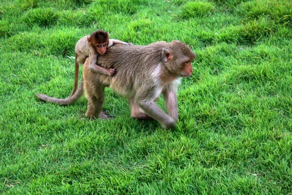 Eine Affenfrau Mit Ihrem Kind Auf Dem Rücken Streift Frei — Stockfoto