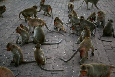 Tayland Lopburi şehrinde serbestçe dolaşan maymunlar var.