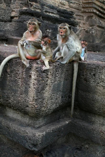 Varios Monos Vagando Libremente Una Pared Ciudad Lopburi Tailandia —  Fotos de Stock