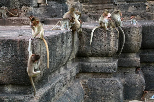 Varios Monos Vagando Libremente Una Pared Ciudad Lopburi Tailandia — Foto de Stock