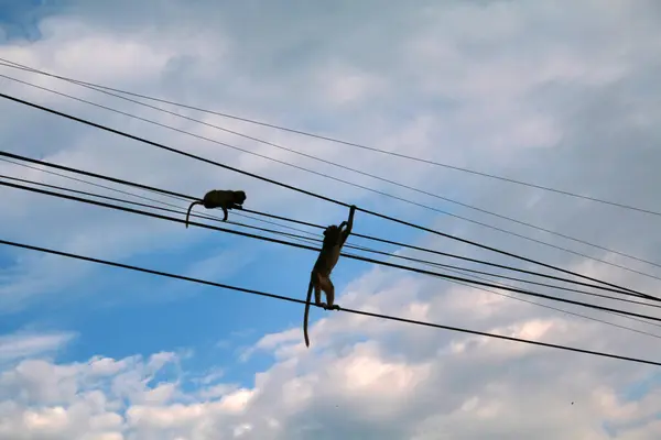 Dois Macacos Vagando Livre Fios Elétricos Cidade Lopburi Tailândia — Fotografia de Stock