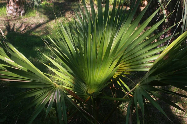 摩洛哥马拉喀什棕榈树上一棵大棕榈树的叶子的特写 — 图库照片