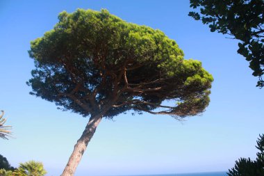 İspanya 'da deniz kenarında bir çam ağacı