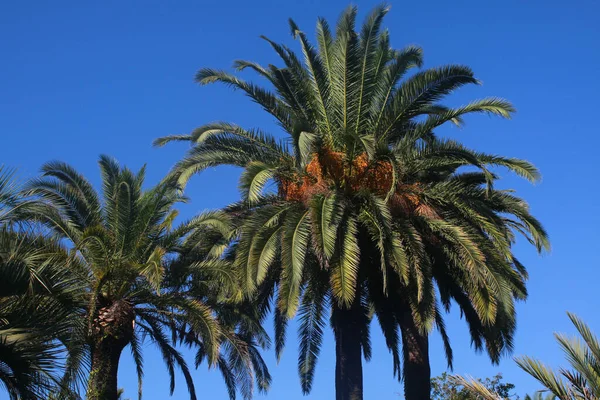 Deux Grands Palmiers Dans Palmeraie Marrakech Maroc — Photo